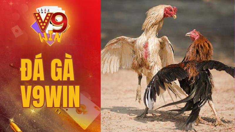 V9Win - Cổng Game Đổi Thưởng Uy Tín - Thưởng Nạp 199K 11 Sảnh đá gà livestream rõ nét, mượt mà và chân thực